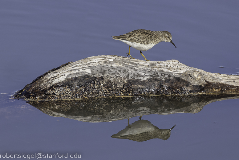 palo alto baylands 2023